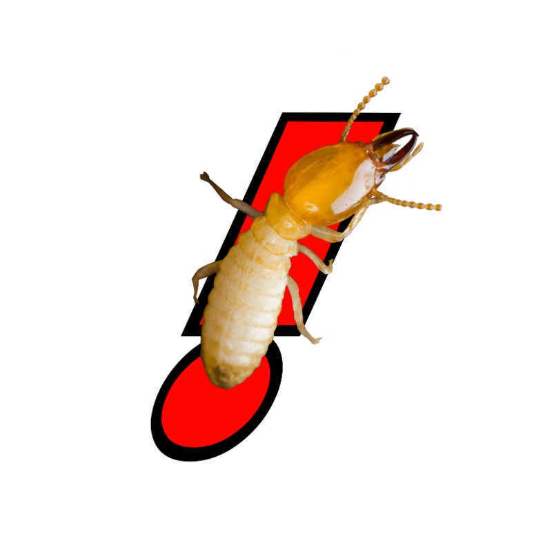 Termite Control Carlsbad